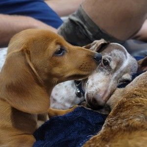 Meet your Posher, Shelley